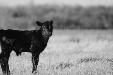 Black angus calf on ranch in rural field with shallow depth of field background.