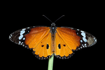 monarch butterfly or simply monarch (Danaus plexippus) is a milkweed butterfly (subfamily Danainae) in the family Nymphalidae.
butterfly on a white background