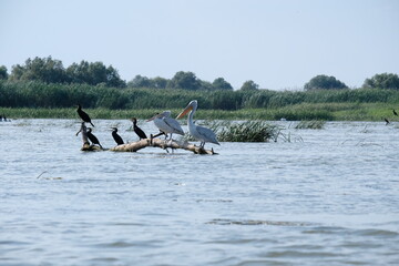 Pelicans on the water