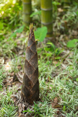 竹林に生えたタケノコ