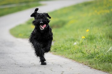 Riesenschnauzer Hund mit schwarzem zotteligen Fell und Zunge draußen läuft im Sommer auf einer...