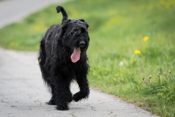 Riesenschnauzer Hund mit schwarzem zotteligen Fell und Zunge draußen läuft im Sommer auf einer...