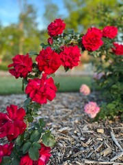 Obraz premium red roses in the garden