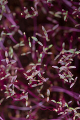 Fototapeta na wymiar Pink background . Close up Red Purple Amaranth Micro greens. Copy space, macro
