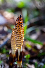 Equisetum arvense flower in meadow
