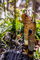 Equisetum arvense flower growing in meadow, macro