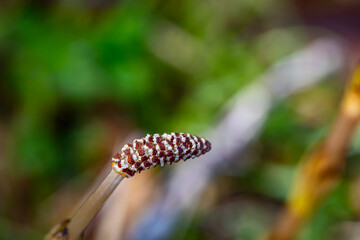 Equisetum arvense flower growing in meadow
