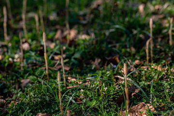 Equisetum arvense flower growing in meadow, close up shoot	