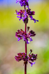 Obraz premium Salvia verticillata flower growing in meadow, close up 