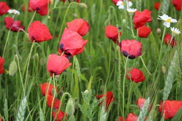 coquelicot