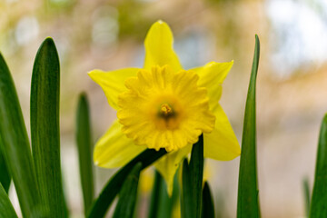 Obraz premium big yellow flower close up on bokeh background