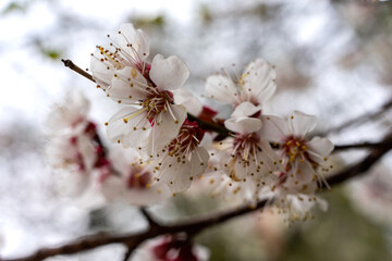 Abundant cherry blossoms with white flowers. Closeup photo with blurred background