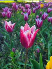 Obraz premium pink and white tulips up close in the garden