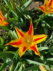Obraz premium red and yellow lily in the springtime garden
