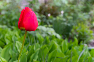 Fototapeta premium Red blooming tulip on a green background