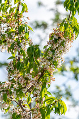 Selective focus shot of trees blooming in springtime.