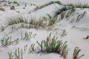 Vegetation between dunes of the beaches of Tarifa in Cádiz, Spain