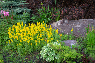 Lush perennial plants on a flower bed in the park. Landscaping.