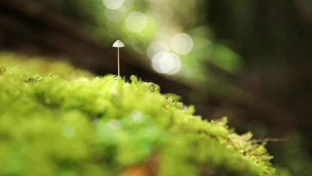 Magical closeup view of a mushroom growing in a mossy tree trunk in the forest.