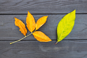 two autumn tree leaves lying on a wooden surface