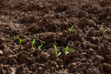 Group of young growing green plants from soil ground