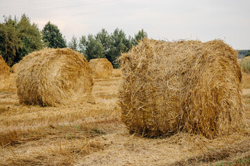 Bright golden texture of cut and scattered straw.
Yellow golden straw bales of hay in stubble, agricultural field under blue sky with clouds