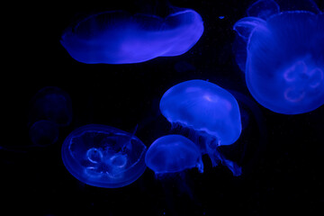 Blue Jellyfish in the Darkness 