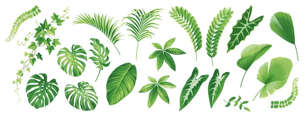 Afwasbaar Fotobehang Tropische bladeren Tropical leaves collection. Hawaiian plants set. Botanical illustration. Vector elements isolated on a white background. 
