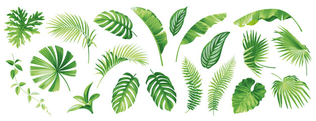 Tropical leaves collection. Hawaiian plants set. Botanical illustration. Vector elements isolated on a white background.  - obrazy, fototapety, plakaty