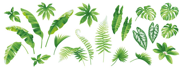 Tropical leaves collection. Hawaiian plants set. Botanical illustration. Vector elements isolated on a white background.  © Anna Sm