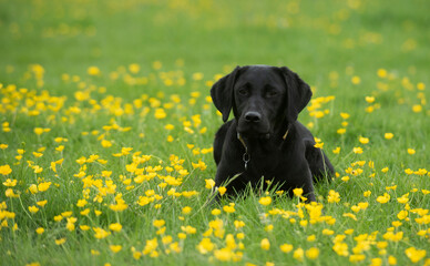 labrador retriever in the meadow