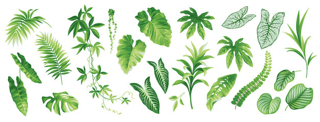 Fototapeta Tropical leaves collection. Hawaiian plants set. Botanical illustration. Vector elements isolated on a white background.  obraz