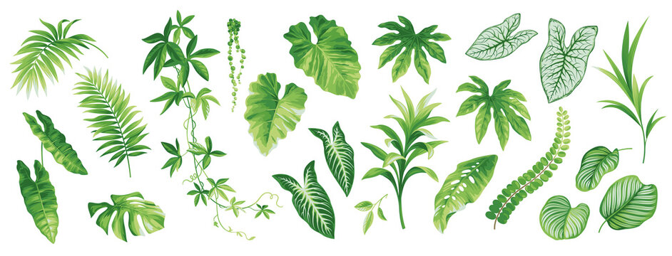 Tropical leaves collection. Hawaiian plants set. Botanical illustration. Vector elements isolated on a white background. 