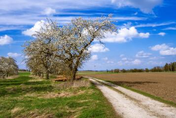 Meadow with a flowering fruit tree