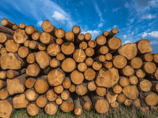 Landsape wiht a pile of wood