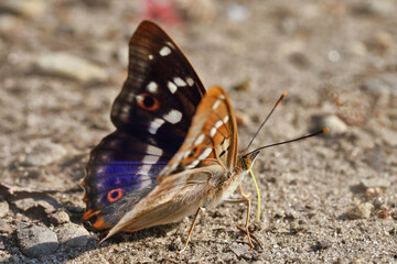 A Purple Emperor Apatura iris perching on the ground slightly damp . 