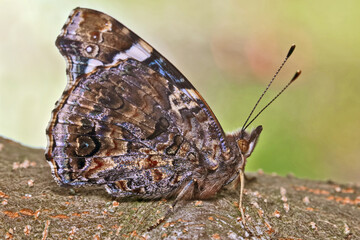 Butterfly Vanessa atalanta.  The underside of the hindwings is brownish, with a marble pattern. There is a light spot near the leading edge of the rear wing.