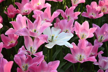 Naklejka premium Pink tulips background. Beautiful tulip in the meadow. Flower bud in spring in the sunlight. Flowerbed with flowers. Tulip close-up. Pink flower