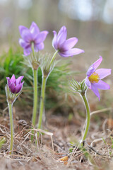 Pasque-flower An&eacute;mone p&aacute;tens (Pulsatilla, wind flower, prairie crocus) is a  one of the first spring forest flowers.