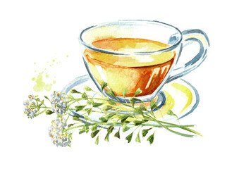 Herbal tea with fresh medicinal plant, Blooming shepherd's bag or Capsella bursa pastoris. Hand  drawn watercolor  illustration, isolated on white background