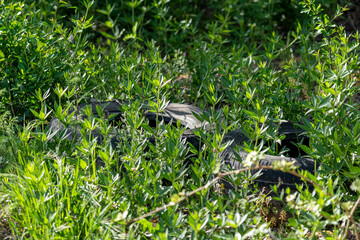 Selective focus shot of black car dumps standing in greenery.