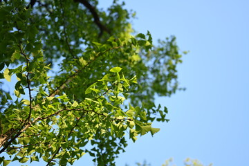 Ginkgo biloba, commonly known as ginkgo or gingko also known as the maidenhair tree, is a species of tree native to China. It is the last living species in .