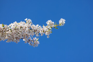 Close up view of Apple blossom tree branch against blue sky.