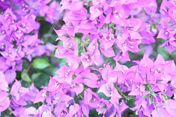 Paperflower, Trillingblomma (Bougainvillea glabra),Bougainvillea, Glabra, Spectabilis, Drillingsblume, Kletterpflanze
