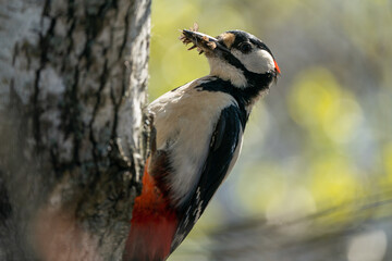 Great Spotted Woodpecker on birch tree