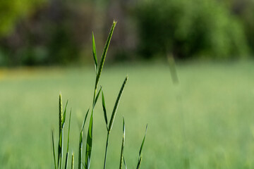 Selective focus shot of spike branches in sunlight.