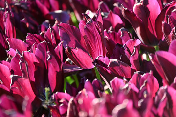 Red tulips background. Beautiful tulip in the meadow. Flower bud in spring in the sunlight. Flowerbed with flowers. Tulip close-up. Red flower