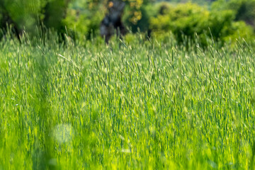 Selective focus shot of wheat field in sunlight.