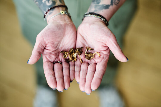 Top-down view shot of unrecognizable mature woman with tattoos on arms holding dried mushrooms in hands, microdosing concept