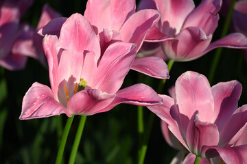 Pink tulips background. Beautiful tulip in the meadow. Flower bud in spring in the sunlight. Flowerbed with flowers. Tulip close-up. Pink flower
